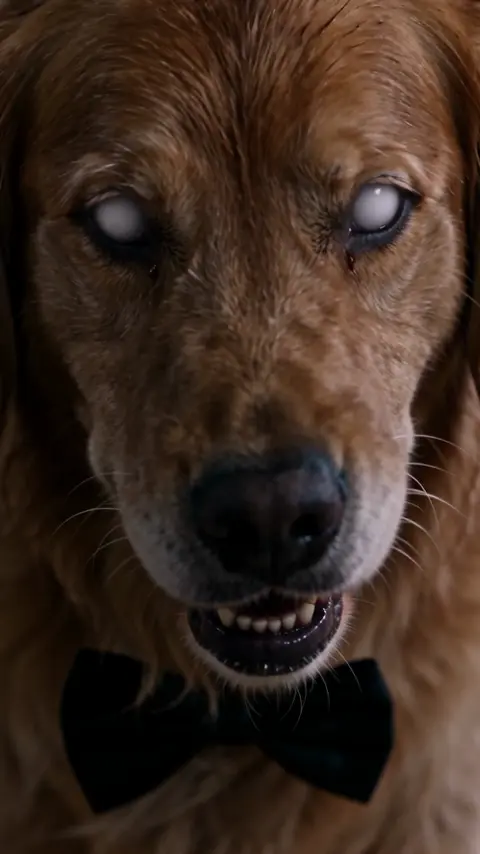 Zombie golden retriever reunion AI zombie story concept in Ruined Chapel